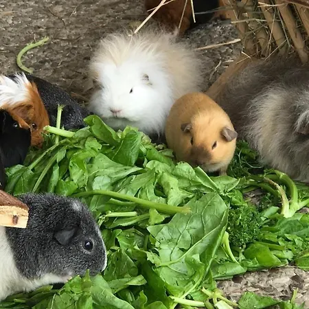 Reetdachhaus 5, Inkl 2 Parkplaetze Dom wakacyjny *