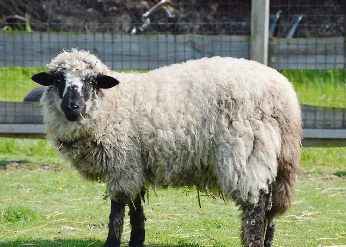 Reetdachhaus 5, Inkl 2 Parkplaetze Casa de Férias *